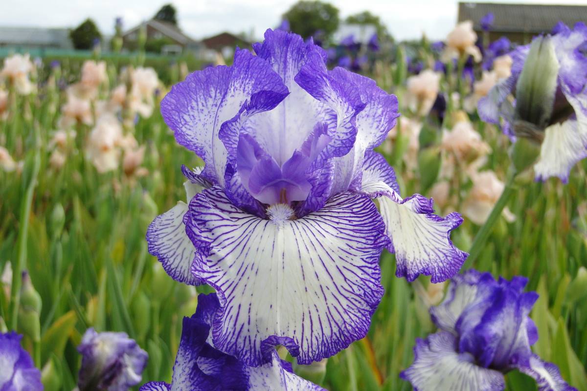 Iris germanica 'Circus'